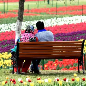 India-Kashmir-Tourism-Tulips India-Kashmir-Tourism-Tulips