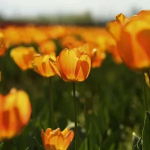 INDIA-KASHMIR-TOURISM-TULIPS