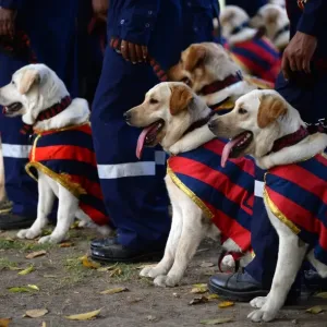 India-Police-Dog