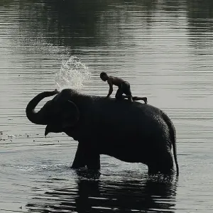 India-Society-Animal-Elephant