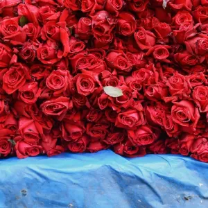 India-Society-Valentines-Roses