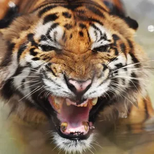 India Print: Bengal Tiger in Alipore Zoological Garden Pond India Print: Bengal Tiger in Alipore Zoological Garden Pond