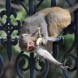 Print of a monkey drinking from a water tap in Shimla Print of a monkey drinking from a water tap in Shimla
