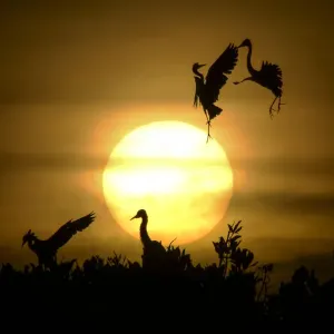 Indonesia Print: Egrets at Sunset on Mangrove Trees Indonesia Print: Egrets at Sunset on Mangrove Trees