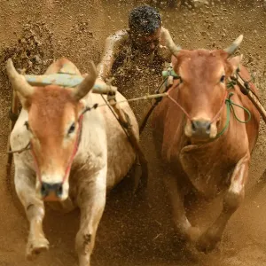 Sport Prints: Pacu Jawi Bull Race