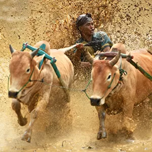 Indonesia-Culture-Traditional-Sport-Bull-Race
