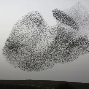 Israel Birds Print - Starlings in Murmuration Israel Birds Print - Starlings in Murmuration