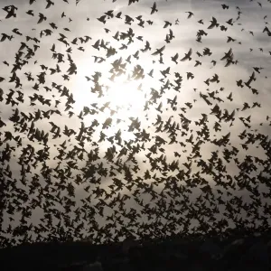 Israel-Birds-Starlings-Murmuration Israel-Birds-Starlings-Murmuration