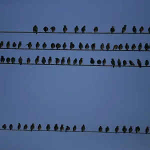 Israel-Nature-Birds Israel-Nature-Birds