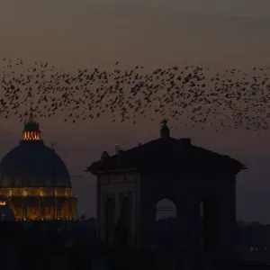Italy-Birds-Migration-Starlings Italy-Birds-Migration-Starlings