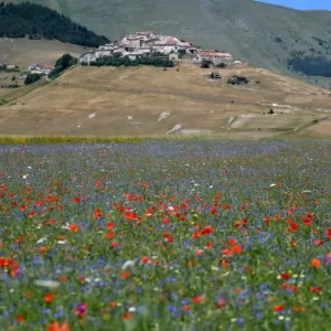 Travel Prints: Italy