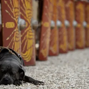 Italy-Rome-Anniversary-History-Dog