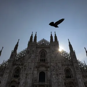 Print of a Pigeon near the Duomo in Milan Print of a Pigeon near the Duomo in Milan
