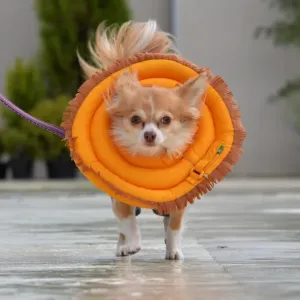 Japan-Animal-Dog-Offbeat Japan-Animal-Dog-Offbeat