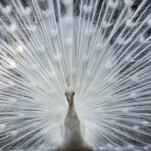 Japan-Animal-Peacock Japan-Animal-Peacock
