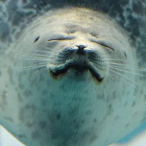 Japan-Animal-Seal Japan-Animal-Seal