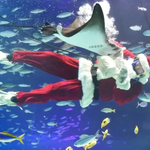Japan-Christmas-Aquarium Japan-Christmas-Aquarium