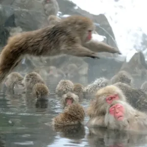 Japan-Lifestyle-Animal Japan-Lifestyle-Animal