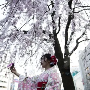 Japan-Lifestyle-Cherry-Blossom