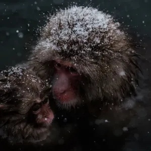 Japan-Nature-Snow Monkey Japan-Nature-Snow Monkey