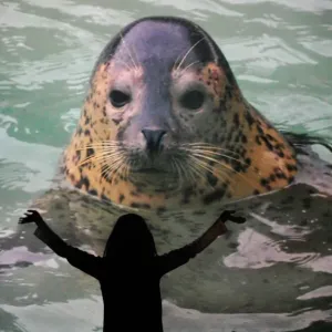 Japan Zoo 3D Print of a Seal at Asahiyama Japan Zoo 3D Print of a Seal at Asahiyama
