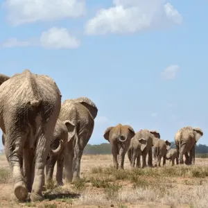 Kenya-Amboseli-Elephants-Ivory