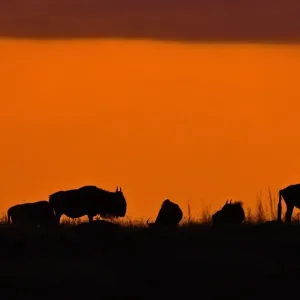 Kenya-Animals-Migration