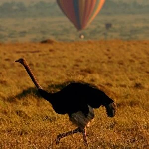 Kenya-Animals-Migration