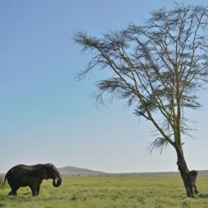 Kenya-Nature-Conservation-Elephant