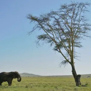 Kenya-Nature-Conservation-Elephant