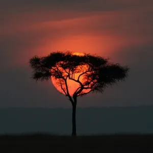 Kenya-Tourism-Nature-Sunset