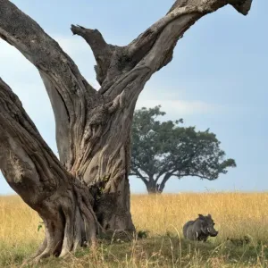 Kenya-Tourism-Warthog