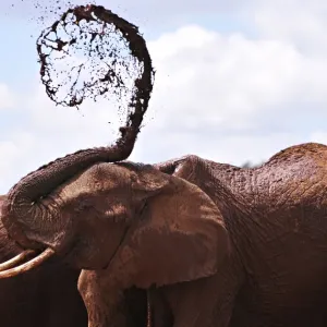 Kenya-Wildlife-Elephant