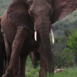 Kenya-Wildlife-Elephant