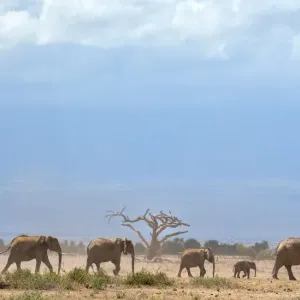 Kenya Wildlife Print: Elephants at Amboseli Water Hole