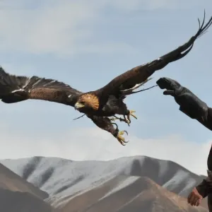 Print of a Kyrgyz berkutchi releasing a golden eagle Print of a Kyrgyz berkutchi releasing a golden eagle
