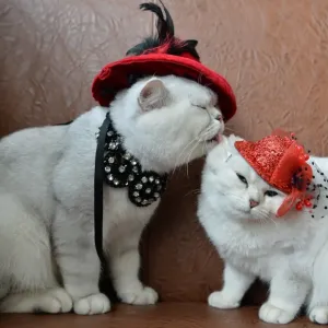Print of Two Scottish Shorthair Cats in Red Hats at Bishkek Exhibition Print of Two Scottish Shorthair Cats in Red Hats at Bishkek Exhibition