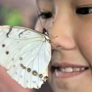 Kyrgyzstan-Butterfly-Exhibition Kyrgyzstan-Butterfly-Exhibition