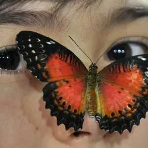 Kyrgyzstan-Nature-Butterfly-Exhibition Kyrgyzstan-Nature-Butterfly-Exhibition