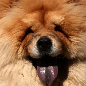 Lebanon-Animals - Dog