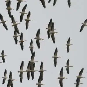 Lebanon-Nature-Spring-Migration Lebanon-Nature-Spring-Migration
