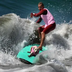 Print of Surf dog Bakio competing in tandem event at Huntington Beach, California Print of Surf dog Bakio competing in tandem event at Huntington Beach, California