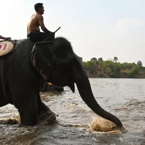 Mahouts prepare to take part in a river swimming race during the Buon Don elephant festival