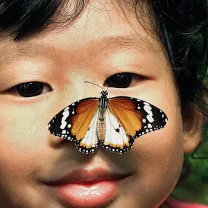 Malaysia-Butterfly Malaysia-Butterfly
