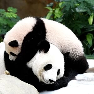 Malaysia-China-Animal-Panda