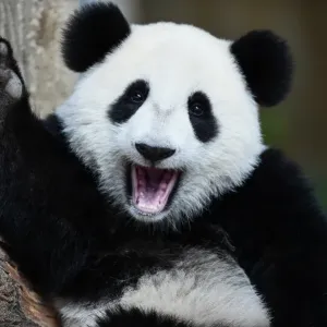 Malaysia-China-Animal-Panda