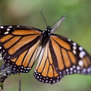 Print of a Monarch butterfly perched on an oyamel fir branch Print of a Monarch butterfly perched on an oyamel fir branch