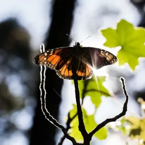 Mexico-Animals-Monarch-Butterflies