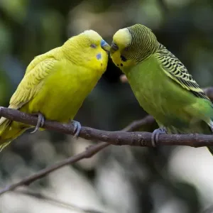 Mexico Birds Australian Parrots Print Mexico Birds Australian Parrots Print