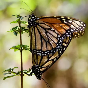 Mexico-Monarch-Butterflies-Unesco Mexico-Monarch-Butterflies-Unesco